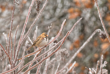 Harris's sparrow perched on an ice covered twig of a Winged Sumac bush in freezing drizzle