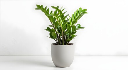Fototapeta premium Vibrant ZZ plant in modern gray pot, adding a touch of nature to any space