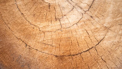 Fototapete Rund Brennholz Hardwood tree core cross section cut surface, close-up. Background and textured.   © Nattawit