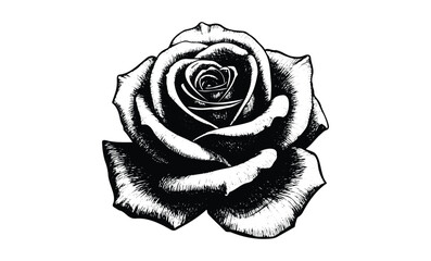 Black and white rose illustration with detailed petals and sharp contrast. Vector retro hand drawn illustration