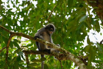 Dusky Langur on tree branch in the forest.