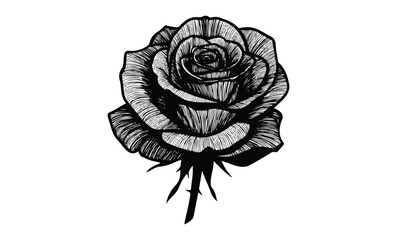 Detailed black ink rose drawing: elegant botanical art. Vector retro hand drawn illustration