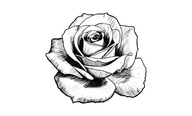 Intricate black and white rose drawing with detailed petals and texture. Vector retro hand drawn illustration