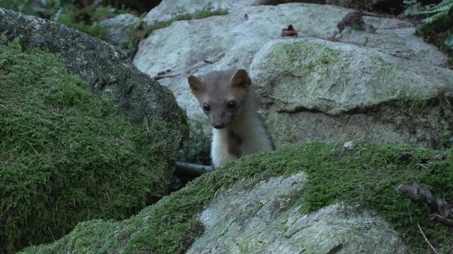 Martes foina faina animal marten	