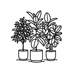 Houseplants in Pots Line Art Vector