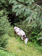 White cow with brown spots grazing on a meadow in a pine forest.
