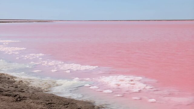 Pink salt lake forming salt crystals on the shore