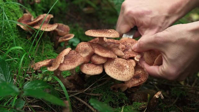 Cutting wild fungi or mushrooms in a forest. Closeup of Armillaria or Honey Fungi being harvested with a knife. 
 