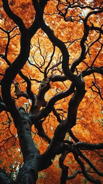 Gnarled Tree Branches in Autumn Forest