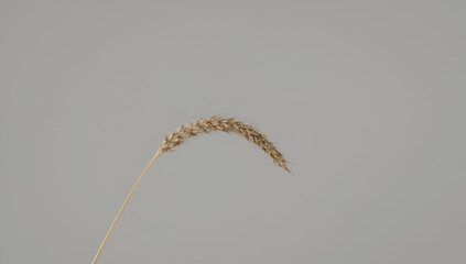 Single Wheat Stem on Neutral Background for Nature Still Life