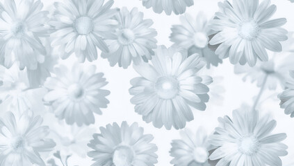Daisy Flowers Blooming in Soft White Light for Calm Background