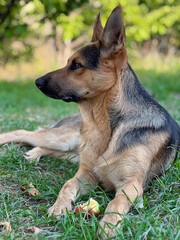 german shepherd dog lying on grass