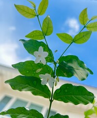 green leaves and blue sky