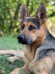 Beautiful German Shepherd dog looking at camera while lying on grass. Outdoor summer scene