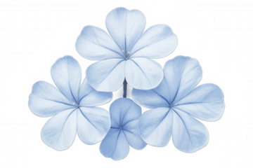 Light blue plumbago blossoms floating against transparent backdrop, perfect for seamless graphic design integration
