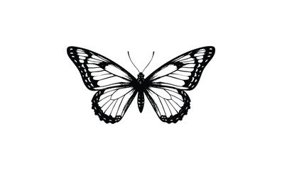 Elegant black and white butterfly illustration with detailed wings. Vector retro hand drawn illustration