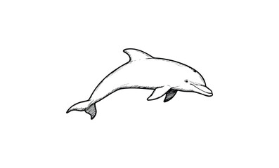 Obraz premium Detailed black and white dolphin sketch illustration. Vector retro hand drawn illustration