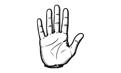 Fototapeta premium Detailed black and white hand illustration with outstretched fingers. Vector retro hand drawn illustration