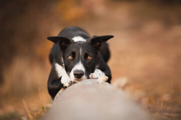 border collie dog lying on a fallen tree trunk in a summer forest, looking tired
