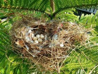 sparrow's nest in a pine tree