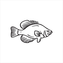 Crappie fish isolated on white background in black and white line art