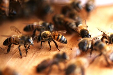 group of bees