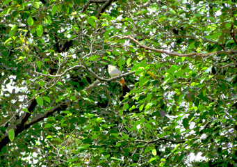 bird hannging on a tree