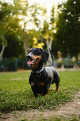 Close-up of a dachshund standing in the grass at a dog park, tongue out and looking playful and...