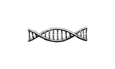 Black and white hand-drawn dna helix illustration. Vector retro hand drawn illustration