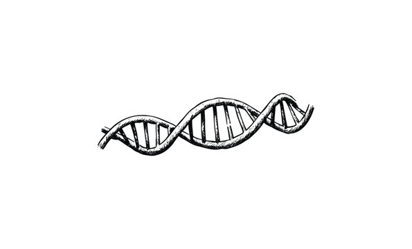 Hand-drawn dna structure illustration depicting double helix genetic model. Vector retro hand drawn illustration