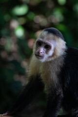 Panamanian White-faced Capuchin Monkey in Manuel Antonio National Park, Costa Rica