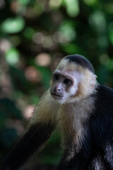 Panamanian White-faced Capuchin Monkey in Manuel Antonio National Park, Costa Rica