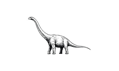 Fototapeta premium Detailed black and white drawing of a brachiosaurus dinosaur. Vector retro hand drawn illustration