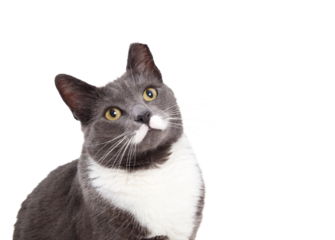 Mustache cat looking up. Isolated cute curious gray tuxedo cat waiting for food or watching something. Male short hair cat with tipped left ear, former stray. Selective focus.