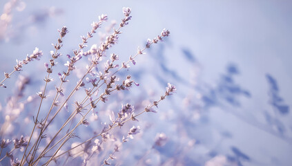 Lavender Flowers Blooming with Soft Focus and Pastel Sky Background