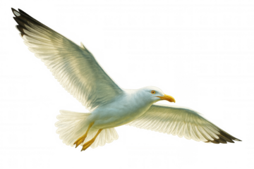 Seagull soaring with outstretched wings, white feathers detailed against clean backdrop. Highlighting avian freedom and marine wildlife design