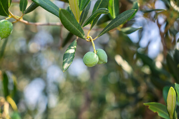 Close-up of young, vibrant green olives hanging on an olive tree branch, with a beautifully blurred background, highlighting organic farming and the promise of a bountiful harvest season