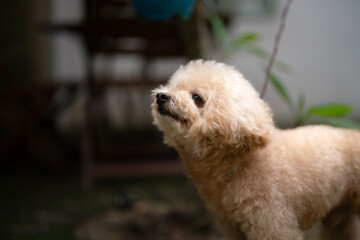Happy toy poodle standing on grass in soft natural light, fluffy coat glowing, looking cheerful...