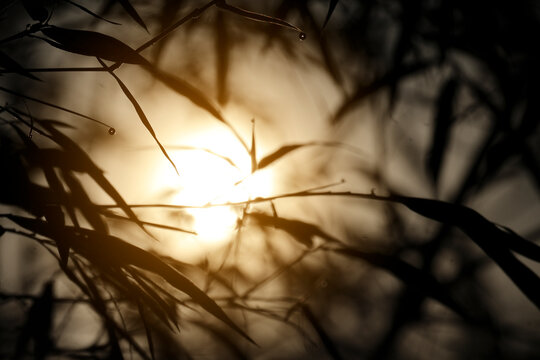 Misty dawn light filtering through bamboo leaves