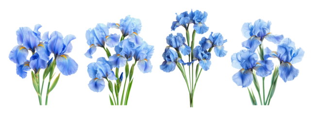 Beautiful Blue Iris Flowers with Lush Green Stems on a Transparent Background