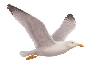 Fototapeta premium Graceful white seagull flying with extended wings, transparent backdrop highlighting elegant avian silhouette against clean isolation