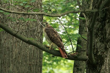 Redtail Hawk Perched