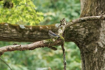 Easter Blue Bird Juvenile