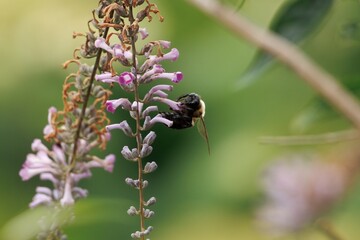 Bumble Bee collecting pollen