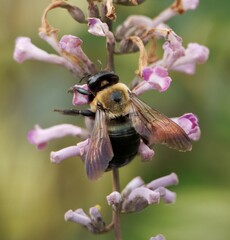 Bumble Bee collecting pollen
