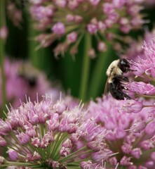 Bumble Bee Collecting Pollen