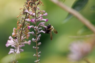 Bumble Bee collecting pollen