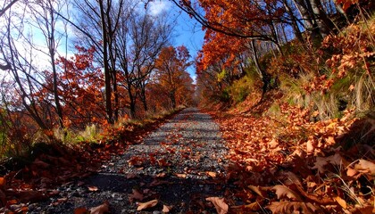 Autumnal path through a colorful forest