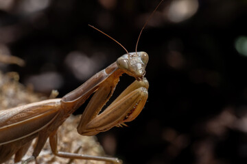 portrait of praying mantis on brown background with copy space.