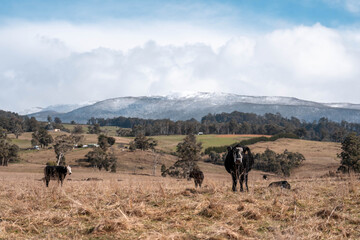 Stud Beef bulls, cows and calves grazing on grass in a field, in Australia. breeds of cattle include speckle park, murray grey, angus, brangus and wagyu on long pasture in spring and summer